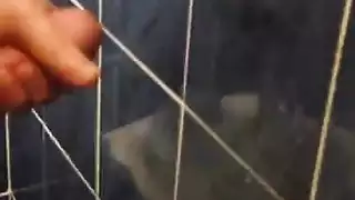 شاعر تركي كبير